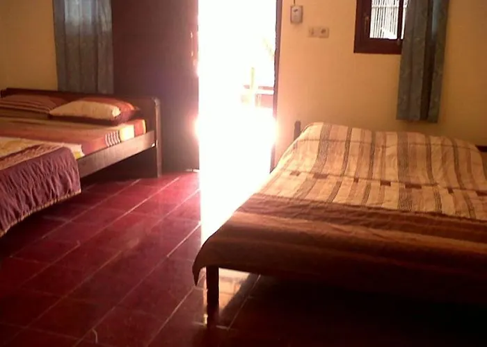 Citrus Tree - Arik * Ubud